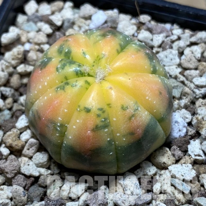 SH19594 Astrophytum asterias ‘Red Purple Skin’ f. variegata
