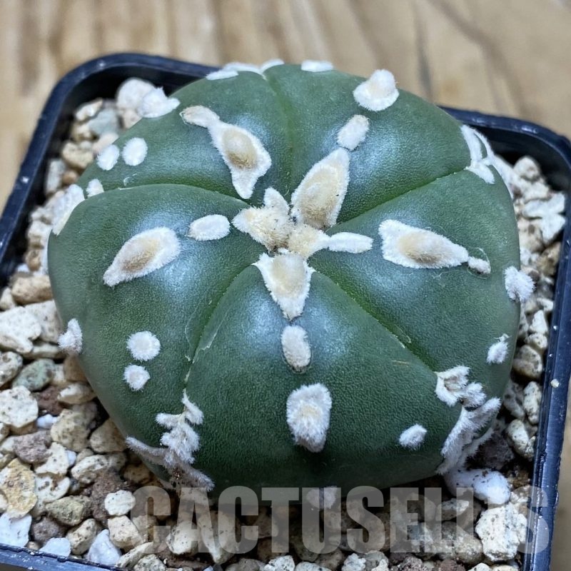 SH19596 Astrophytum asterias f. nudum V-type, 5 ribs
