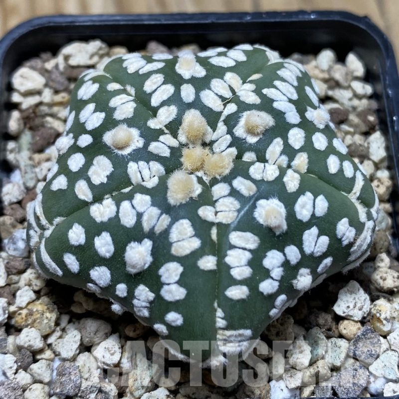 SH19598 Astrophytum asterias ‘Super Kabuto Star Shape’