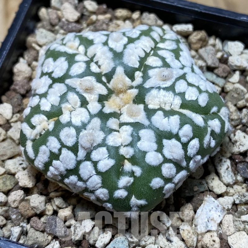 SH19599 Astrophytum asterias ‘Super Kabuto Star Shape’ V-type