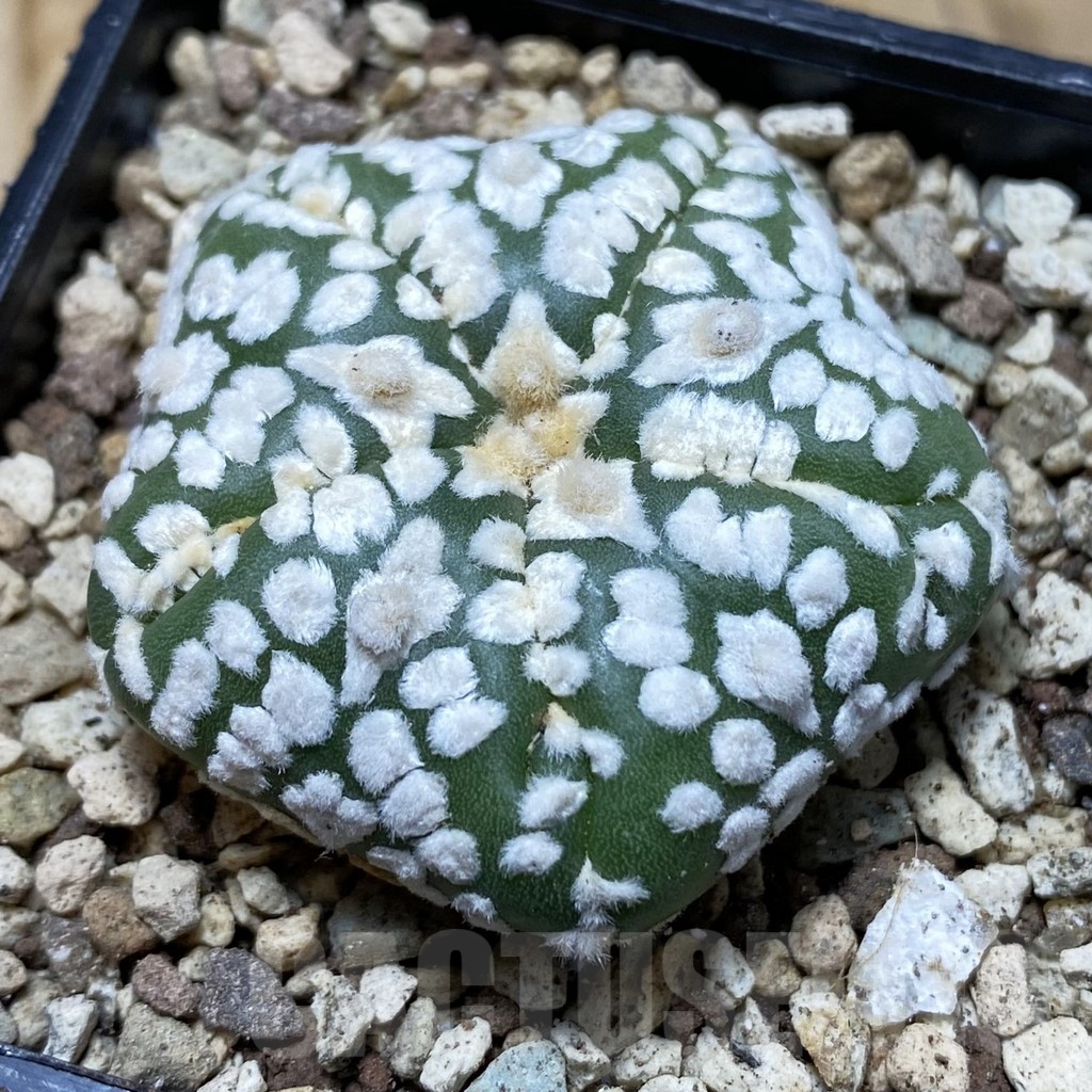SH19599 Astrophytum asterias ‘Super Kabuto Star Shape’ V-type