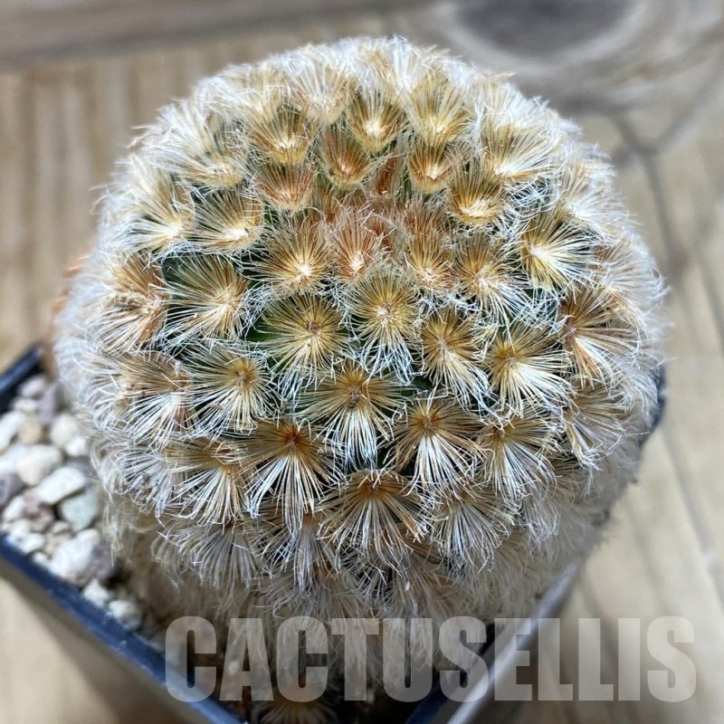 SH19550 Mammillaria carmenae hybrid