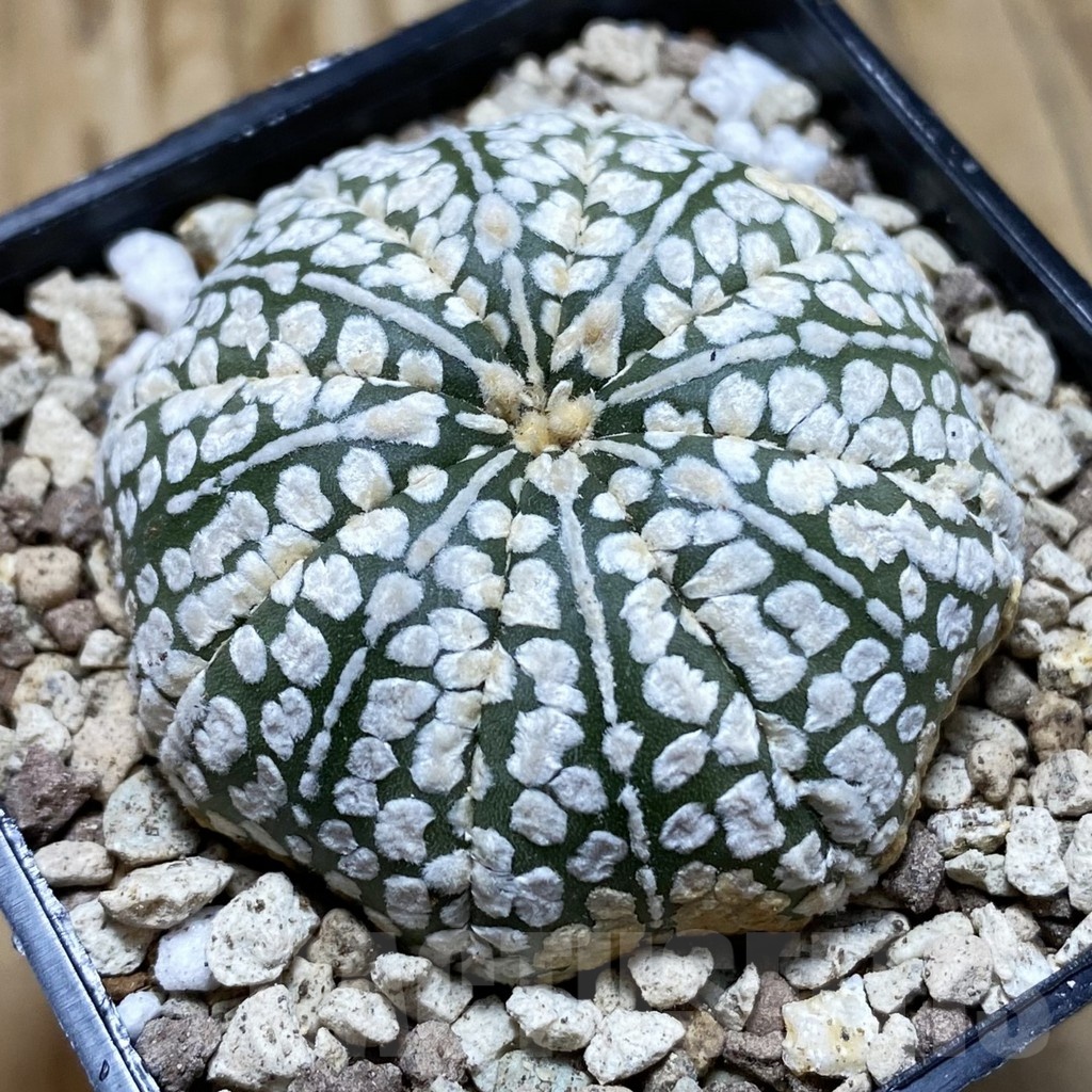 SH19601 Astrophytum asterias ‘Super Kabuto' hybrid
