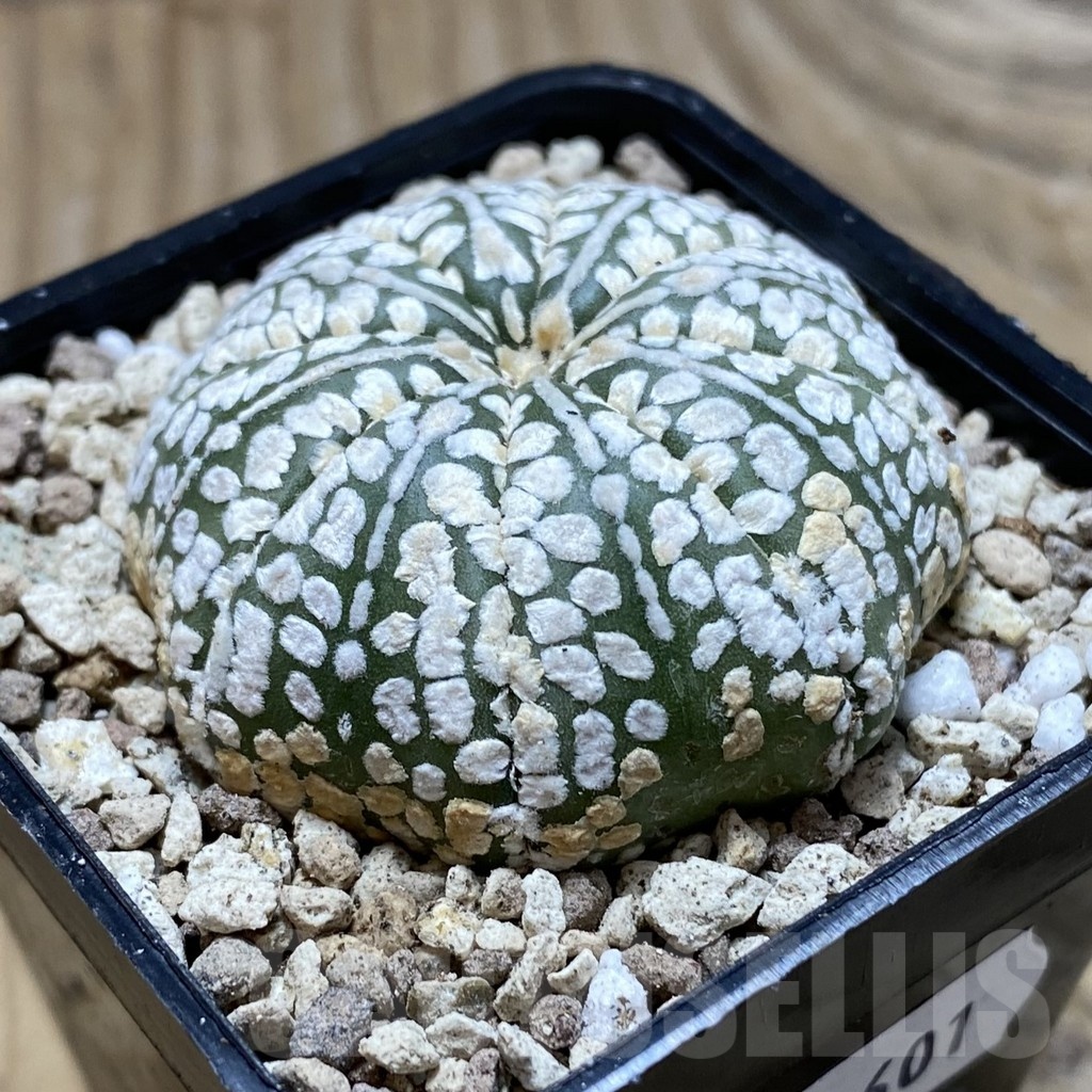 SH19601 Astrophytum asterias ‘Super Kabuto' hybrid - Image 2