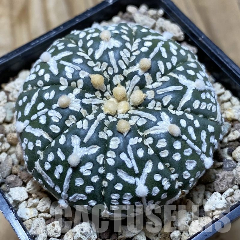 SH19606 Astrophytum asterias ‘Super Kabuto' f. nudum V-type