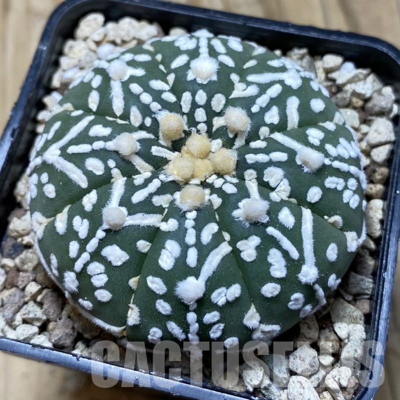 SH19607 Astrophytum asterias ‘Super Kabuto' f. nudum V-type