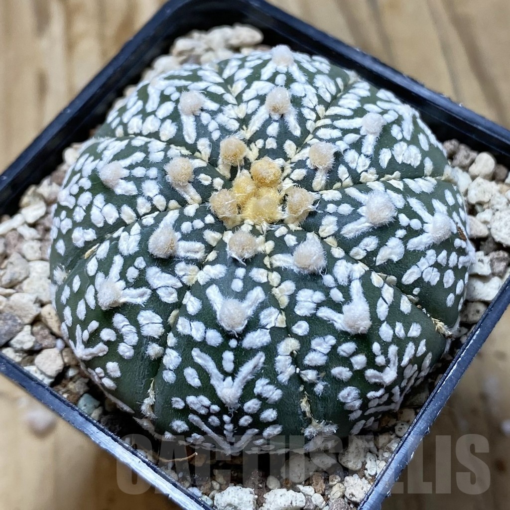 SH19608 Astrophytum asterias ‘Super Kabuto' f. nudum V-type