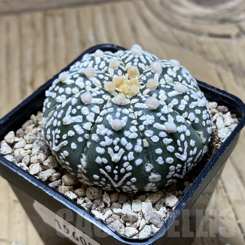 SH19608 Astrophytum asterias ‘Super Kabuto' f. nudum V-type - Image 2