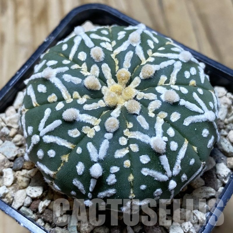 SH19609 Astrophytum asterias ‘Super Kabuto' f. nudum V-type