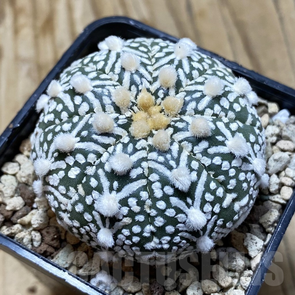 SH19610 Astrophytum asterias ‘Super Kabuto' f. nudum V-type