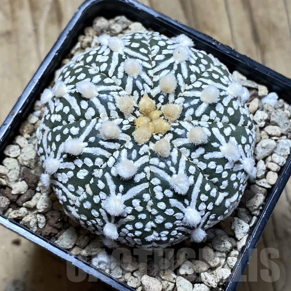 SH19610 Astrophytum asterias ‘Super Kabuto' f. nudum V-type - Imagen 2