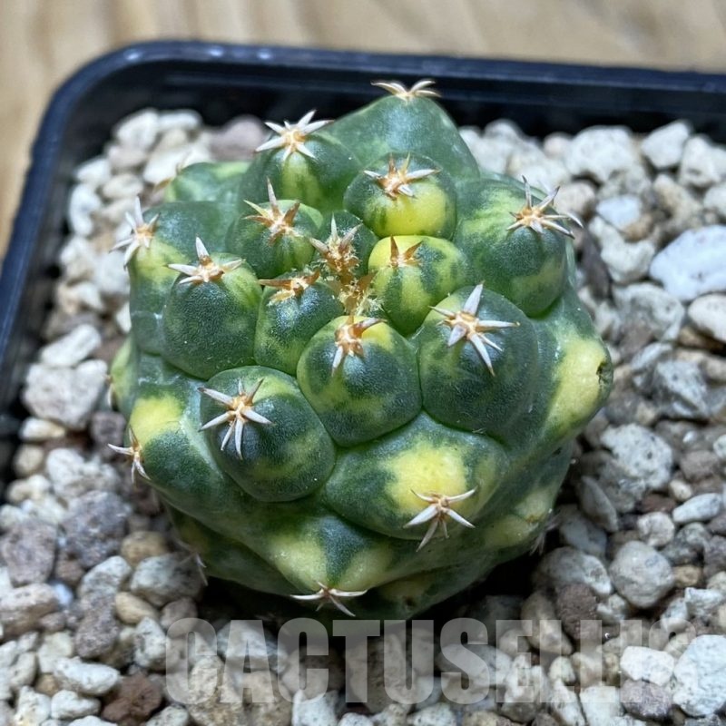 SH19551 Coryphantha elephantidens 'Titan' f. variegata