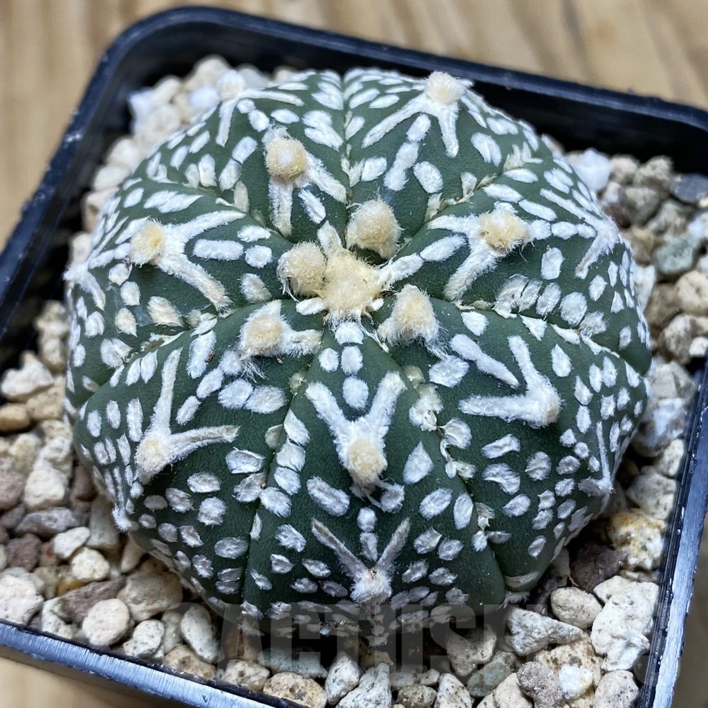 SH19611 Astrophytum asterias ‘Super Kabuto' f. nudum V-type