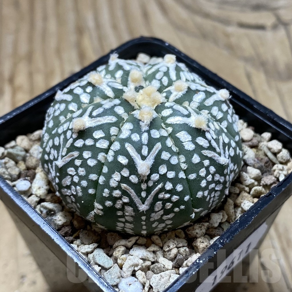 SH19611 Astrophytum asterias ‘Super Kabuto' f. nudum V-type - Image 2
