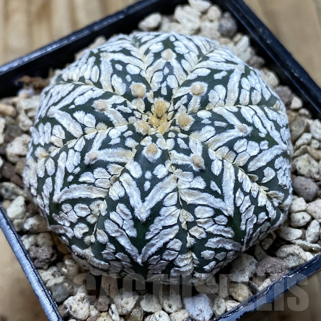 SH19612 Astrophytum asterias ‘Super Kabuto' f. nudum V-type