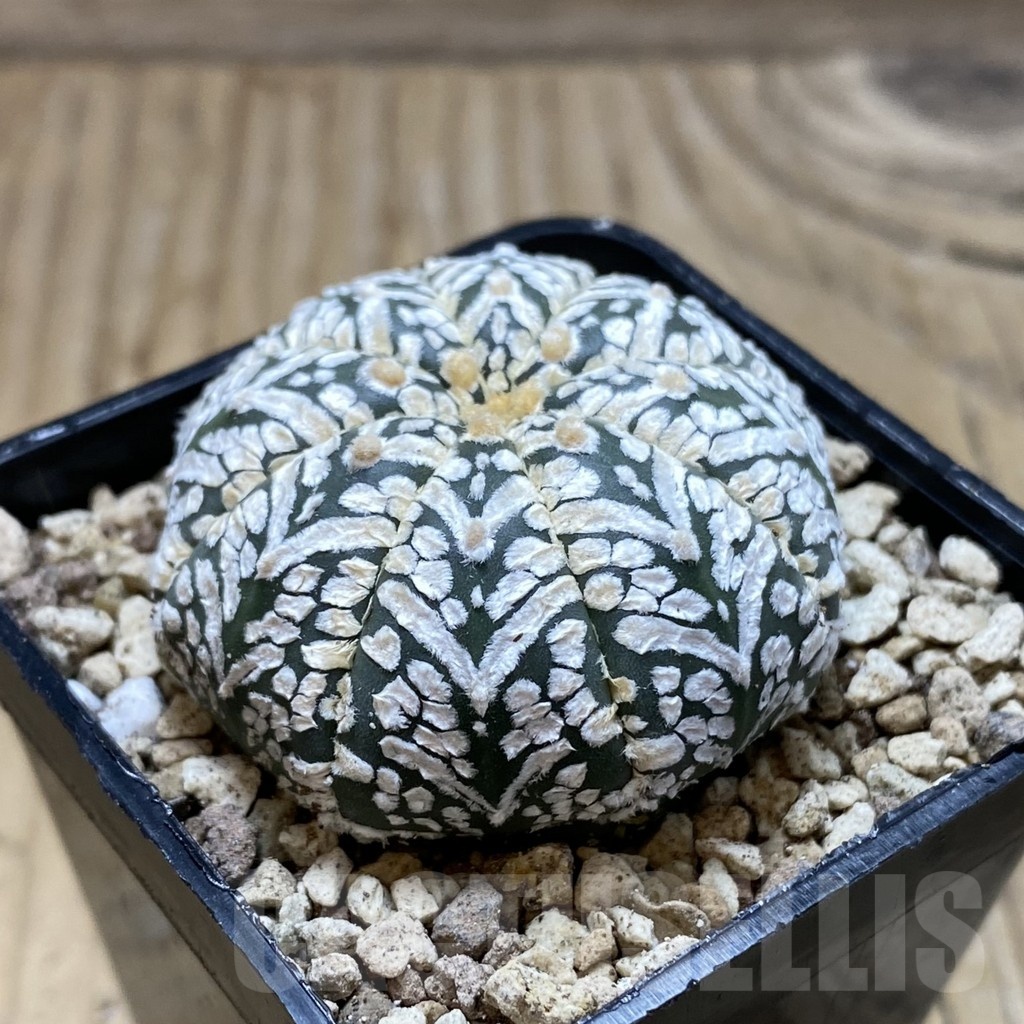 SH19612 Astrophytum asterias ‘Super Kabuto' f. nudum V-type - immagine 2