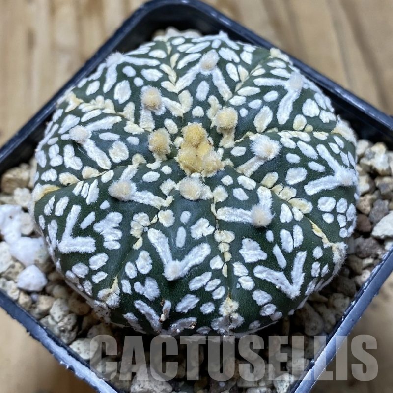 SH19614 Astrophytum asterias ‘Super Kabuto' f. nudum V-type