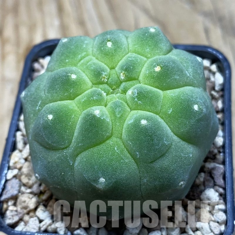 SH19557 Matucana madisoniorum