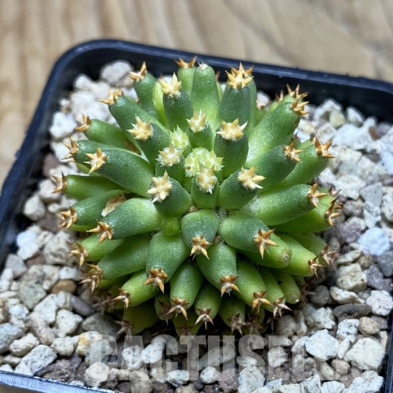 SH19558 Mammillaria camptotricha ‘Bru’