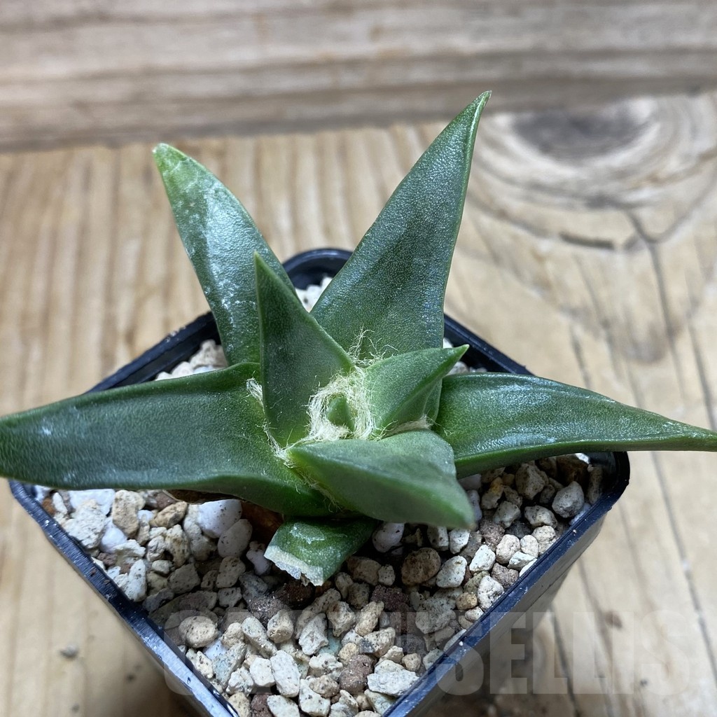 SH19559 Ariocarpus trigonus, own roots