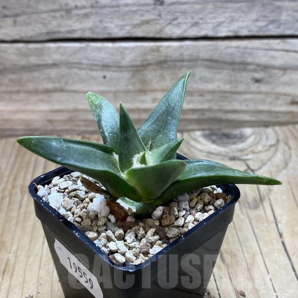 SH19559 Ariocarpus trigonus, own roots – Bild 2