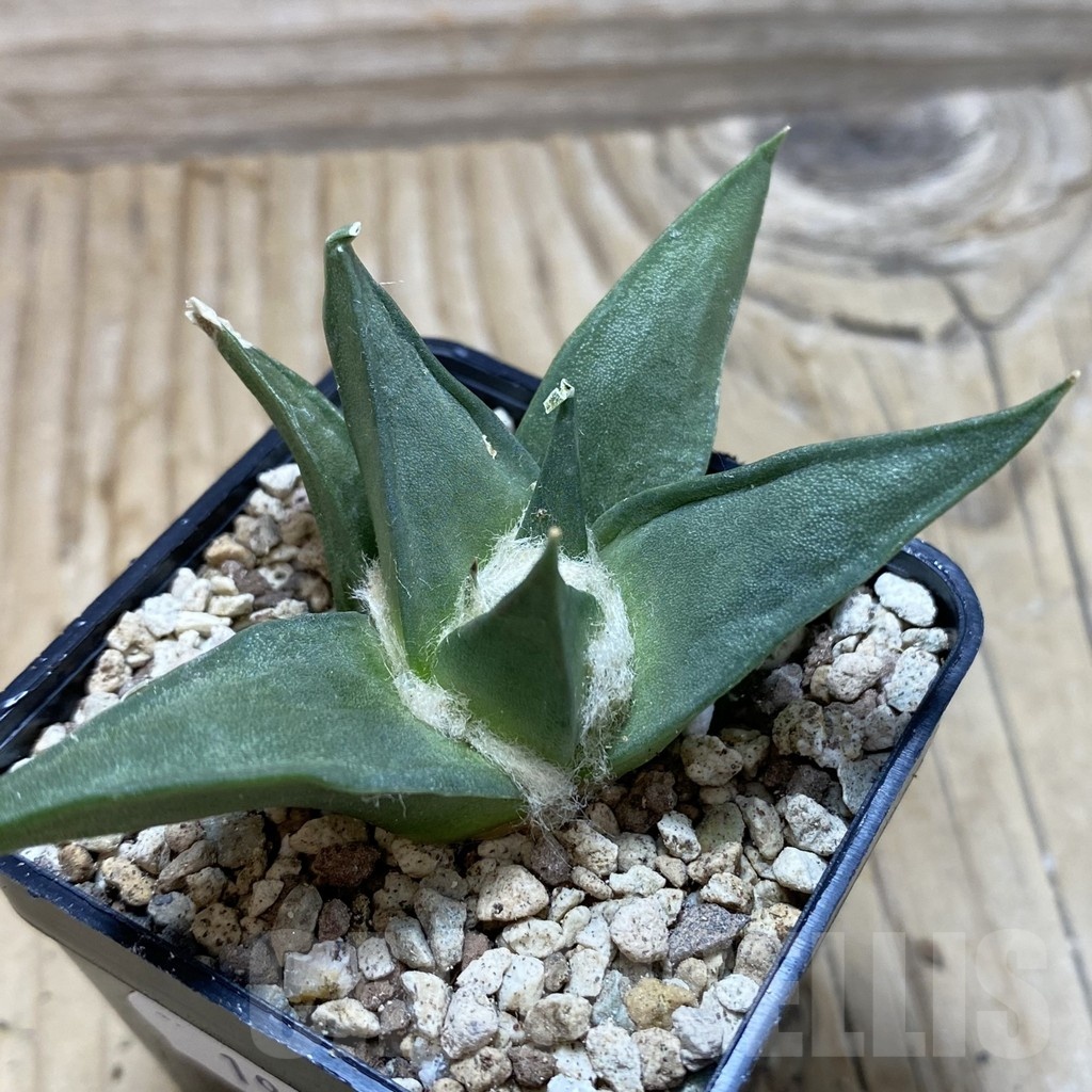 SH19560 Ariocarpus trigonus, own roots