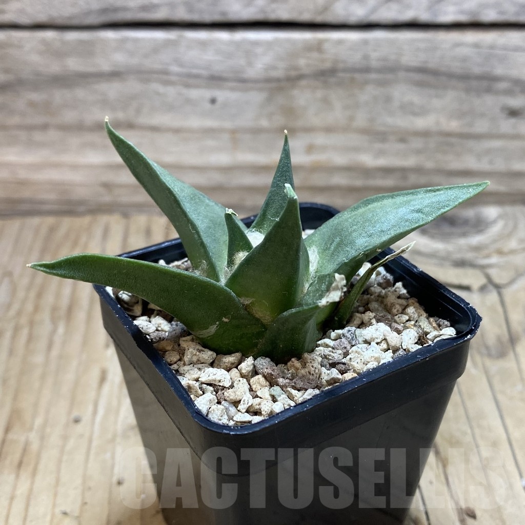 SH19560 Ariocarpus trigonus, own roots – Bild 2