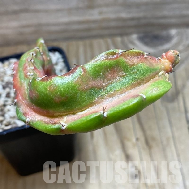 SH19561 Hylocalycium ‘Chimera variegata’