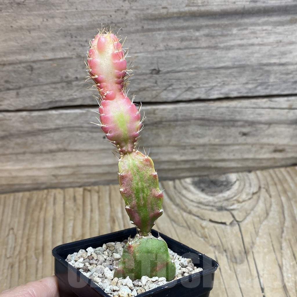 SH19562 Hylocalycium ‘Chimera variegata’ - Image 3