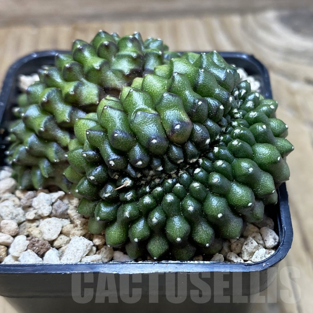 SH19564 Gymnocalycium mihanovichii f. cristata