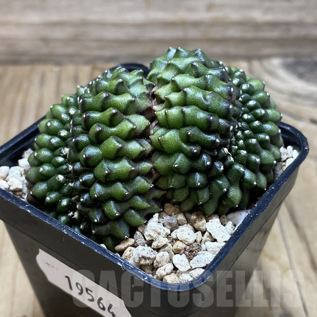 SH19564 Gymnocalycium mihanovichii f. cristata - Image 2