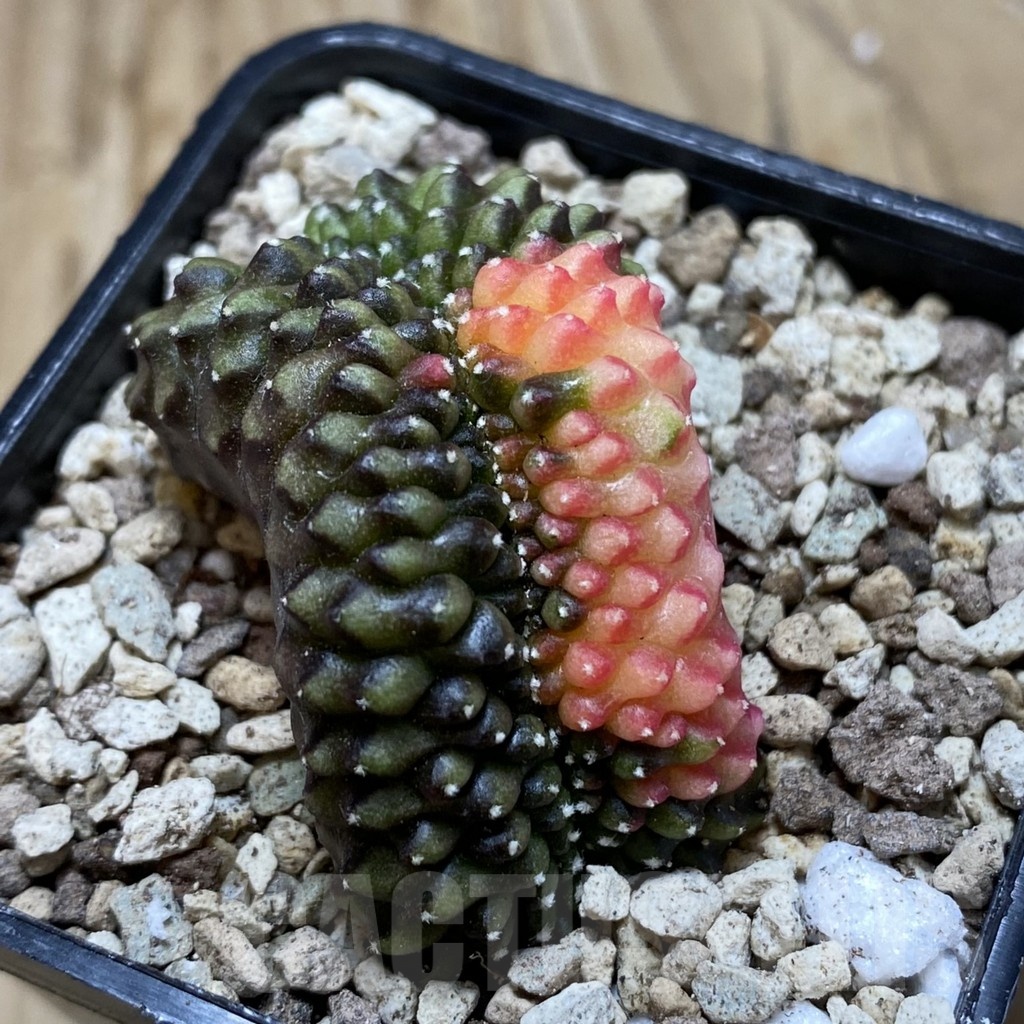 SH19566 Gymnocalycium mihanovichii f. cristata variegata - Image 2