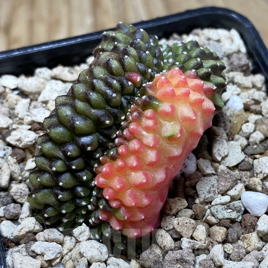 SH19566 Gymnocalycium mihanovichii f. cristata variegata