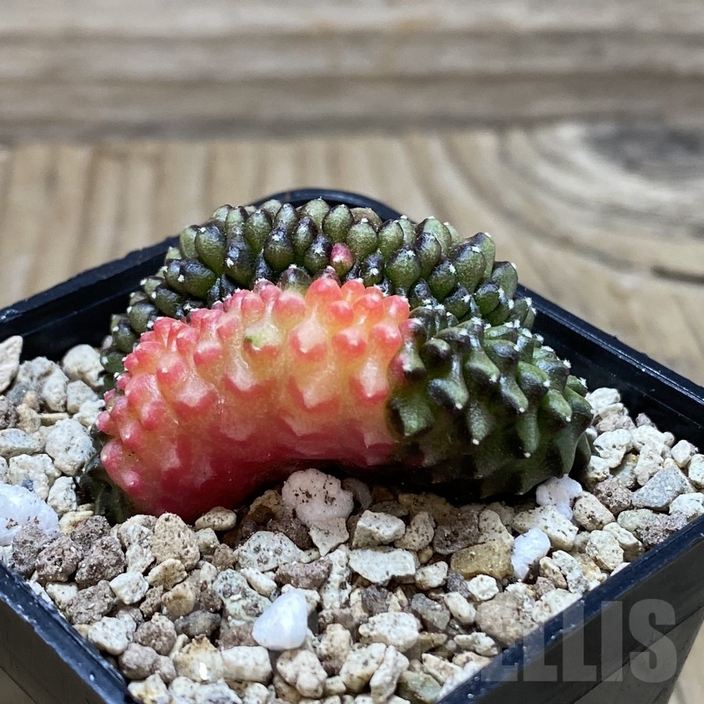 SH19566 Gymnocalycium mihanovichii f. cristata variegata - Image 3