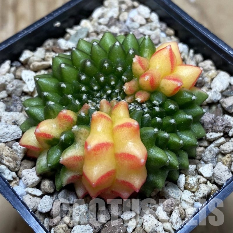 SH19567 Gymnocalycium mihanovichii ‘inermis’ f. cristata variegata