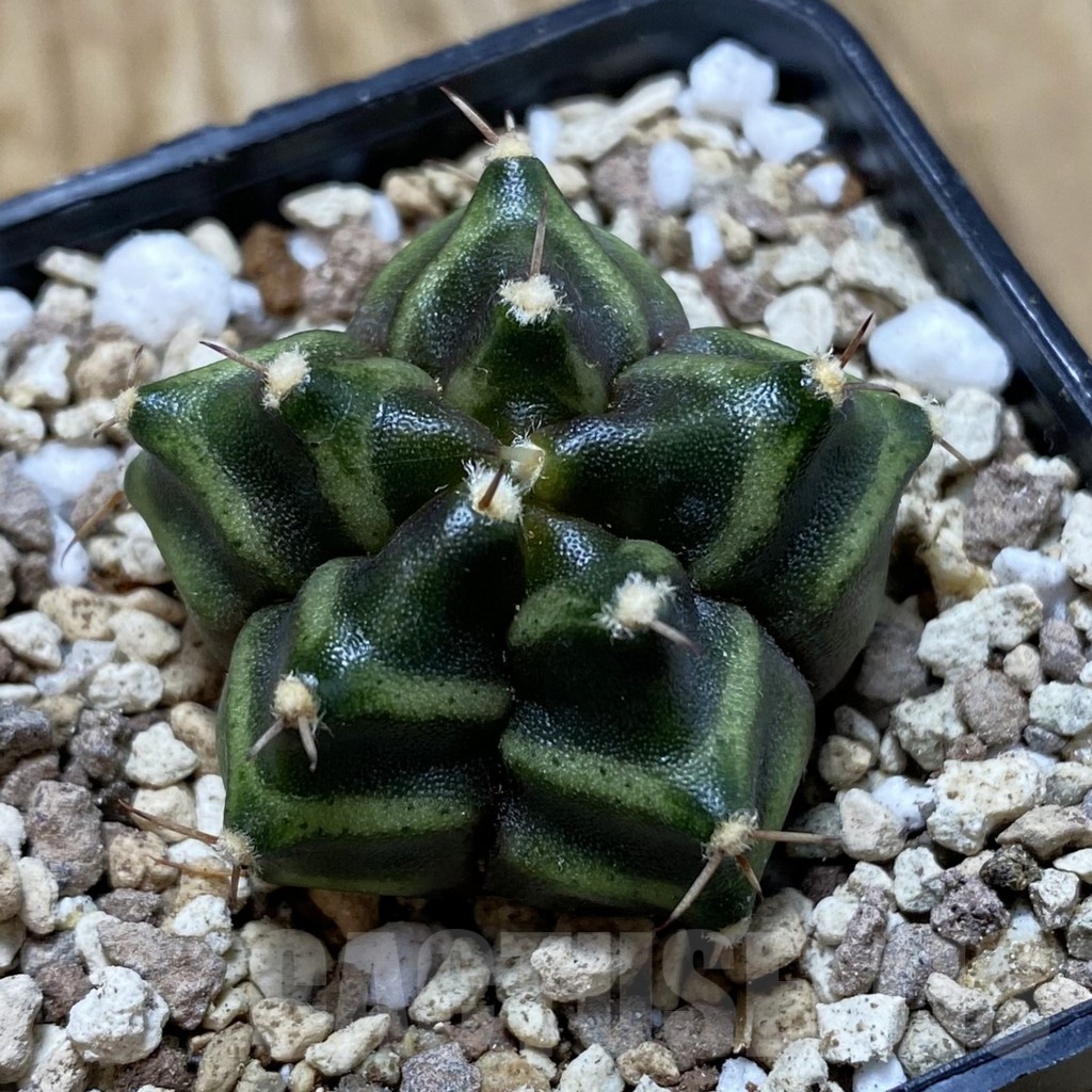 SH19569 Gymnocalycium mihanovichii ‘Kikko' 5-ribs