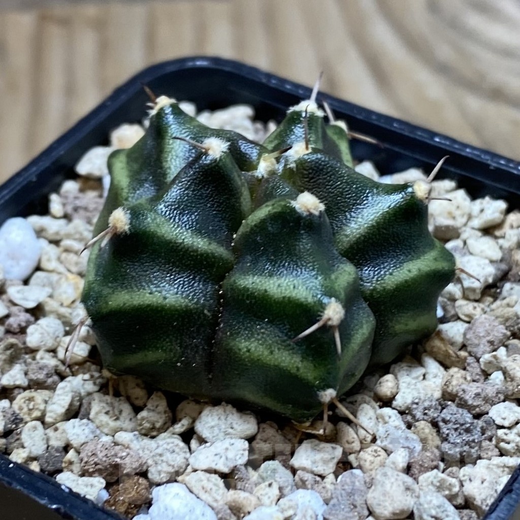 SH19569 Gymnocalycium mihanovichii ‘Kikko' 5-ribs - Obrázek 2