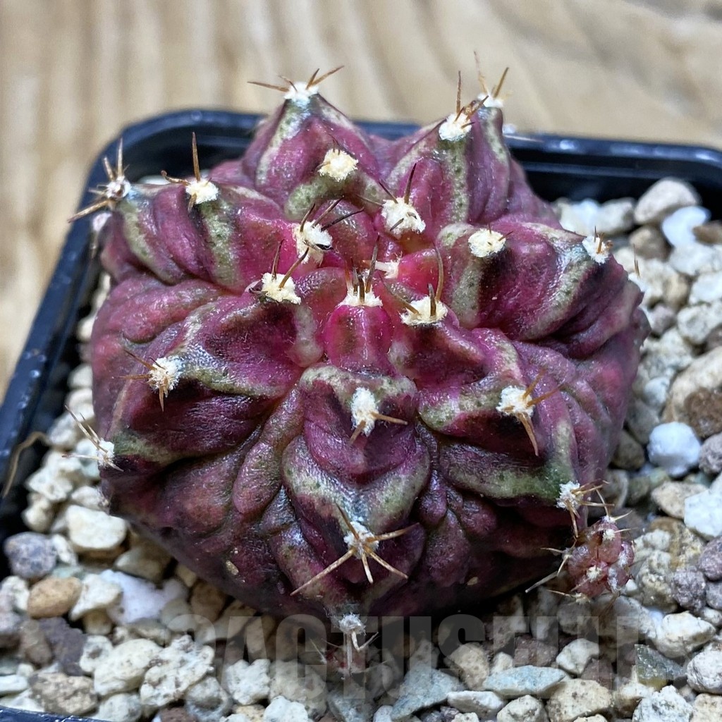 SH19570 Gymnocalycium mihanovichii ‘T-Rex'