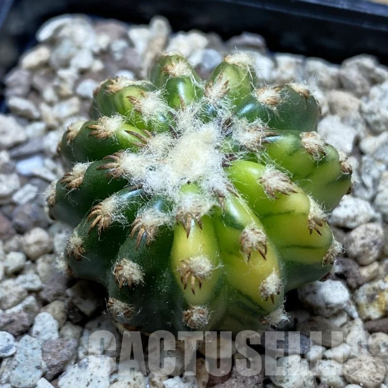 SH19547 Discocactus horstii f. variegata