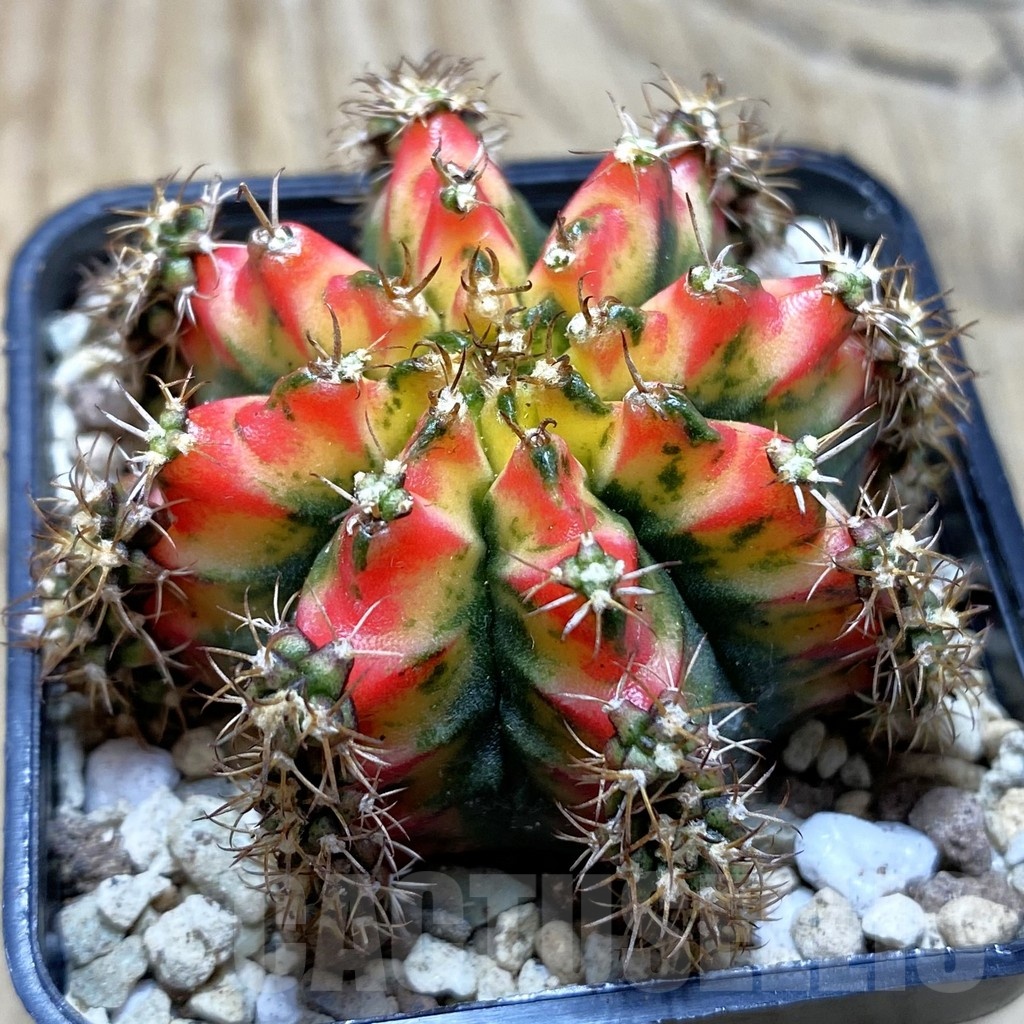 SH19573 Gymnocalycium mihanovichii ‘Multicolor’