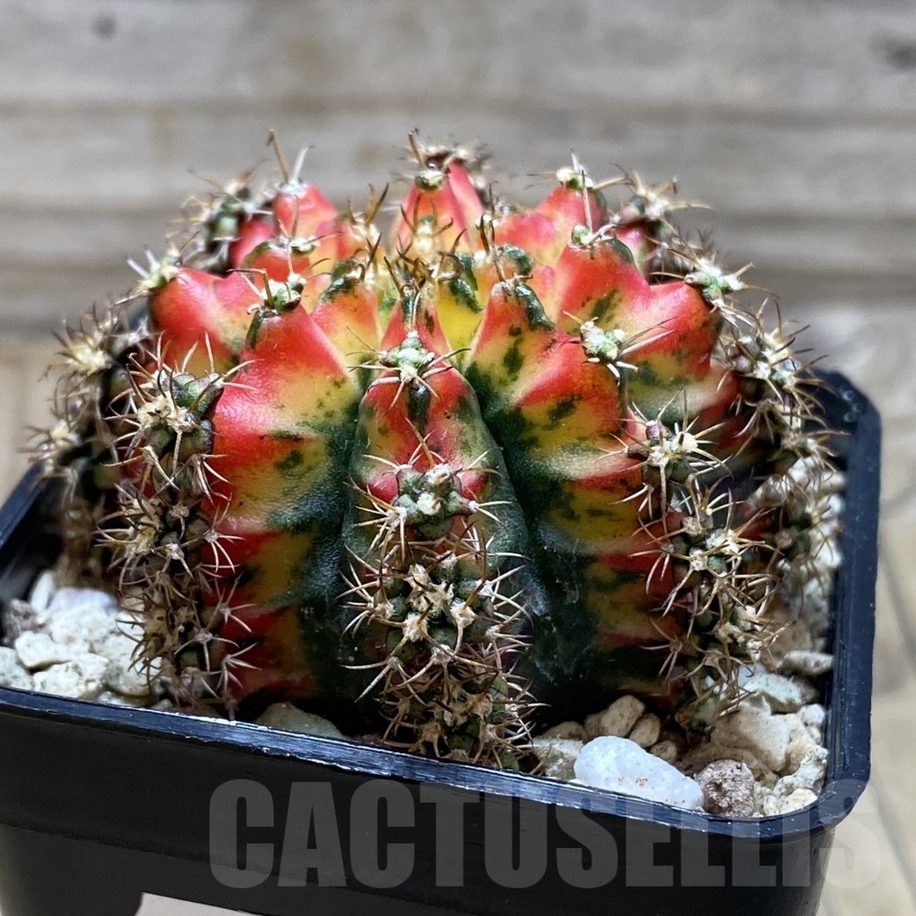 SH19573 Gymnocalycium mihanovichii ‘Multicolor’ - Image 2