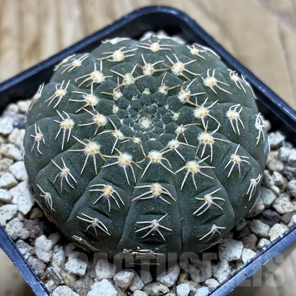 SH19574 Gymnocalycium ragonesei, pink flower