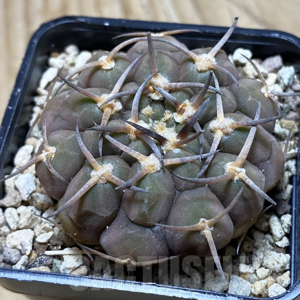 SH19576 Gymnocalycium varispinum