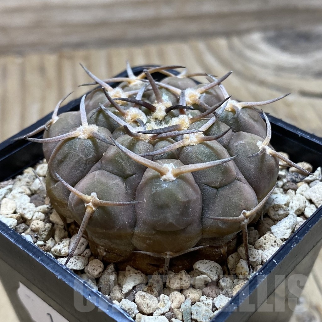 SH19576 Gymnocalycium varispinum - Image 2
