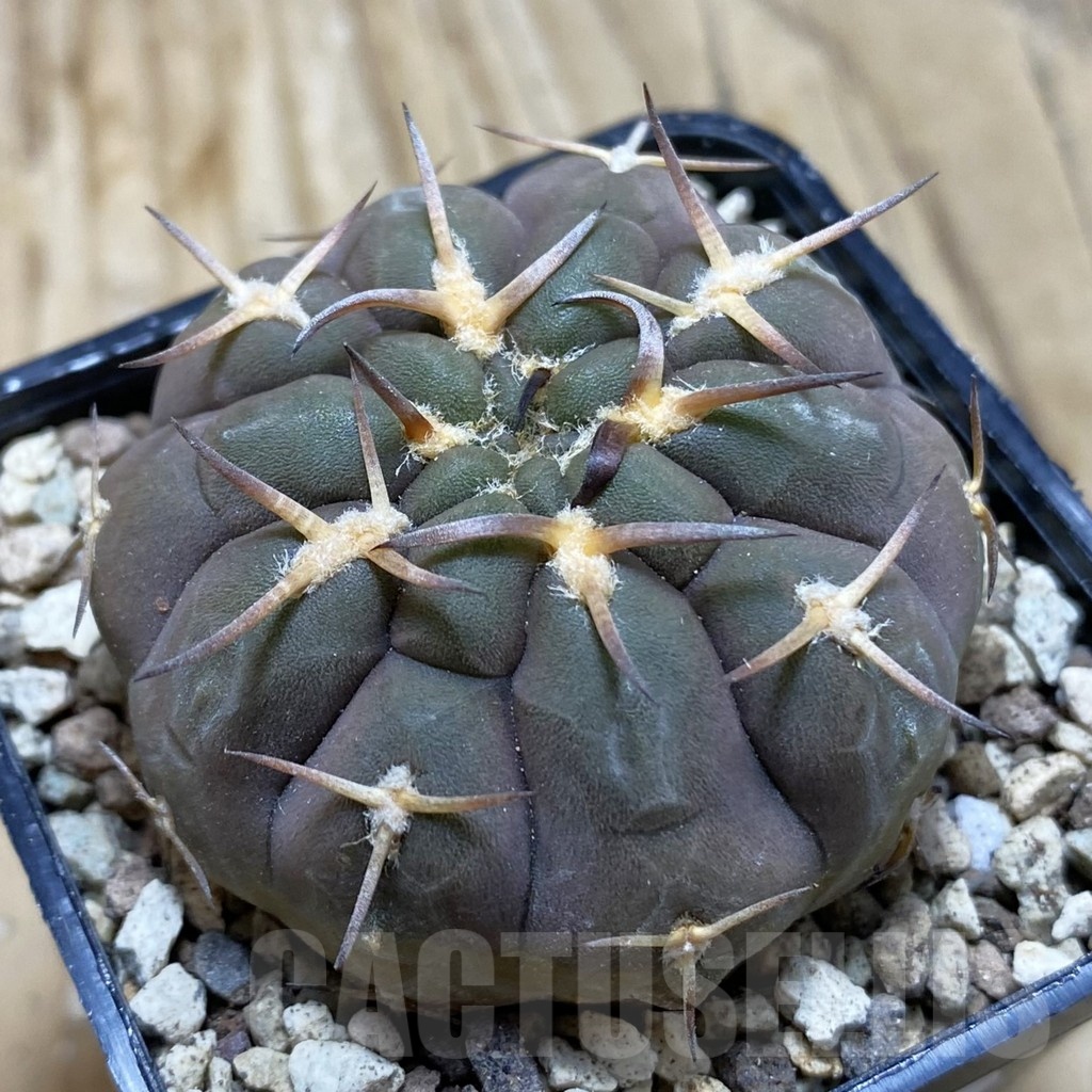 SH19577 Gymnocalycium varispinum