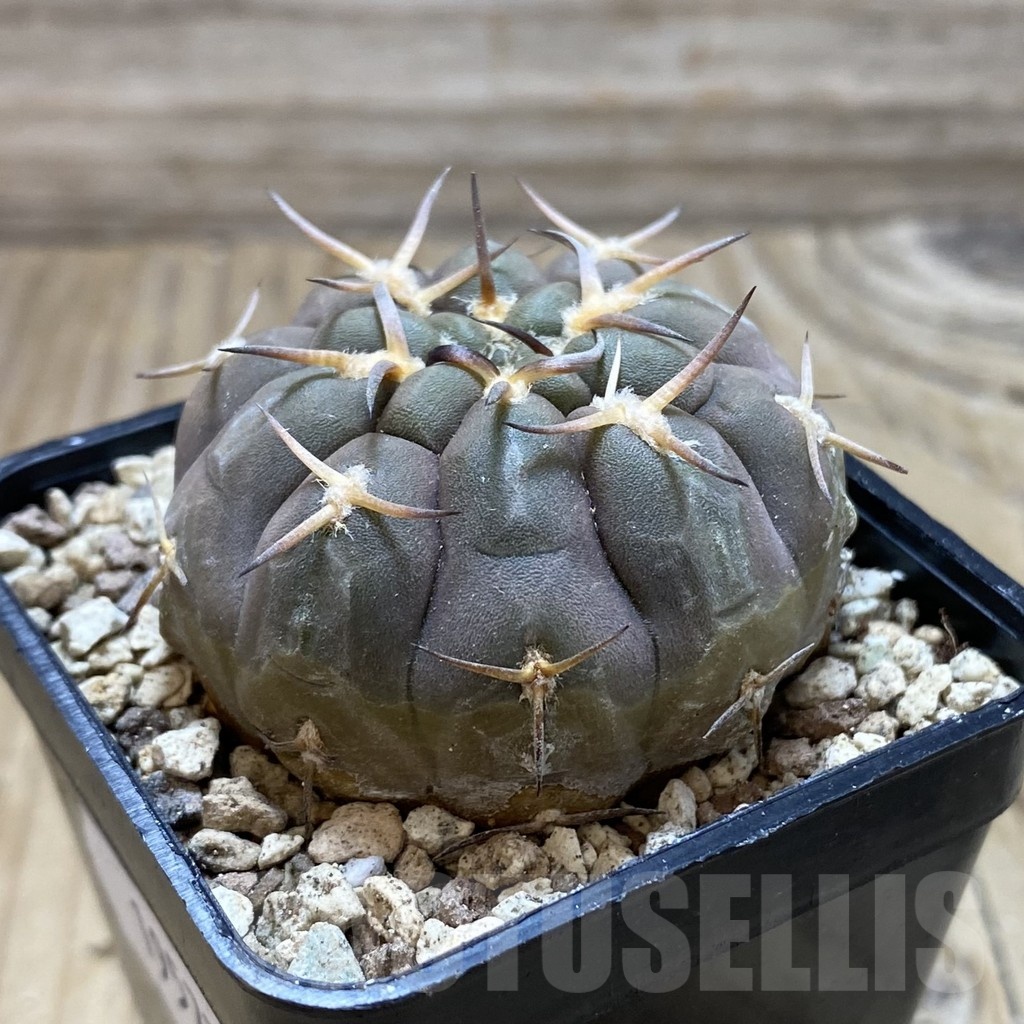 SH19577 Gymnocalycium varispinum - immagine 2