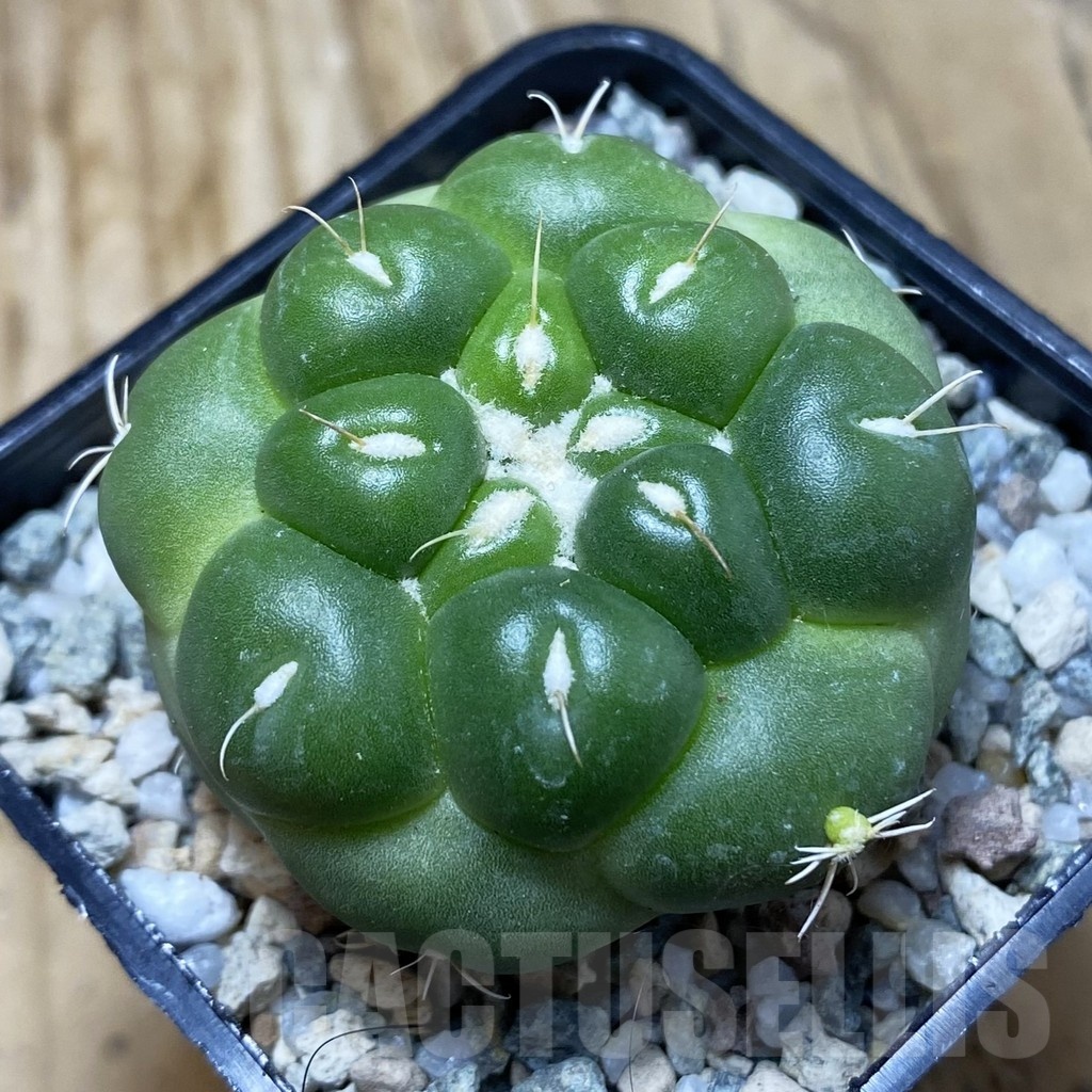 SH19752 Coryphantha elephantidens 'inermis'