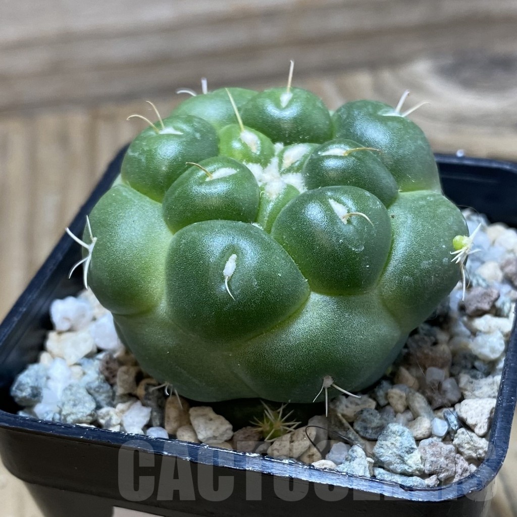 SH19752 Coryphantha elephantidens 'inermis' - Obrázek 2