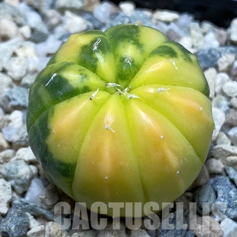 SH19753 Astrophytum asterias f. variegata