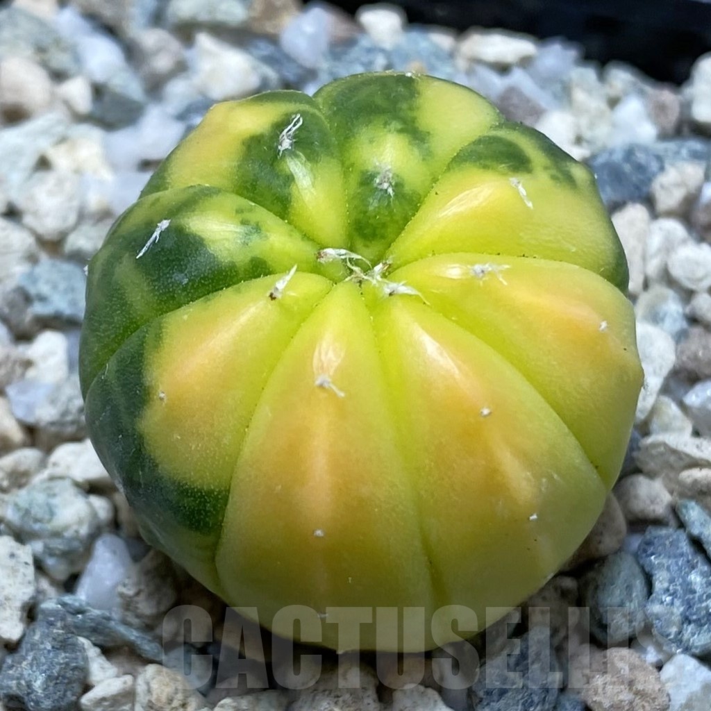 SH19753 Astrophytum asterias f. variegata